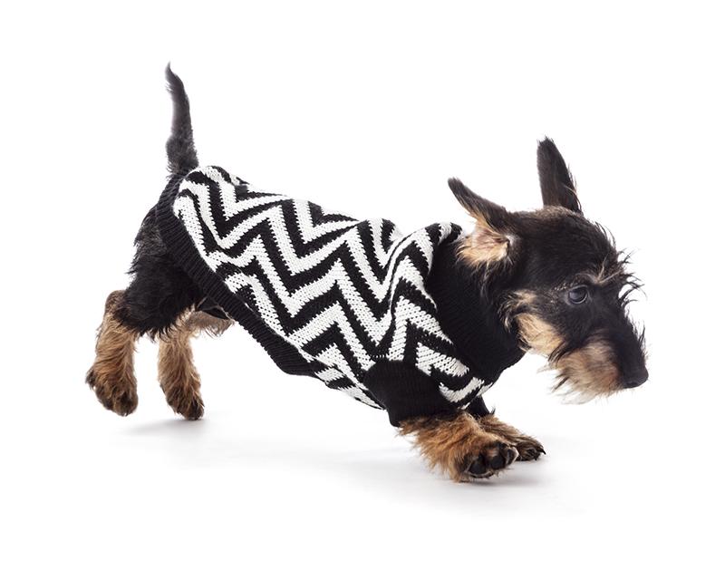 Suéter Huppy para Perro