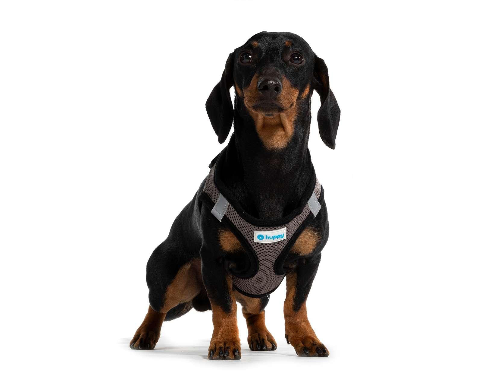 Arnés para Perro Huppy