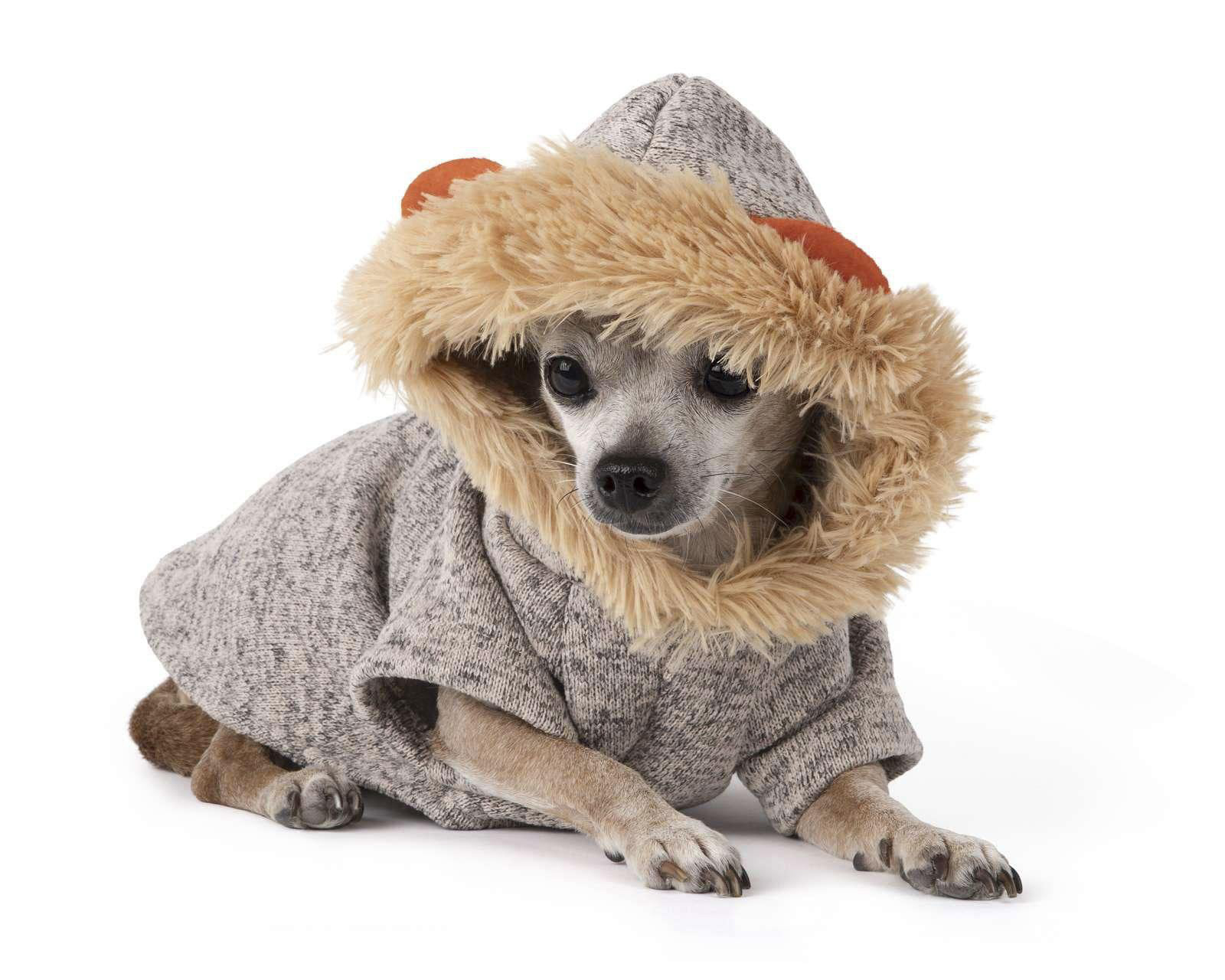 Foto 1 | Foto 1 | Disfraz de León para Perro Huppy