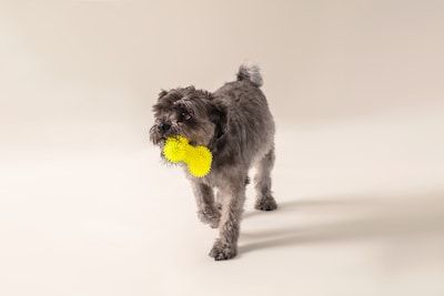 Foto 1 | Foto 1 | Mordedera Huppy para Perro