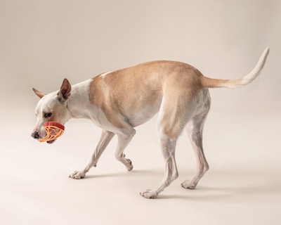 Foto 1 | Foto 1 | Juguete Mordedera Huppy para Perro