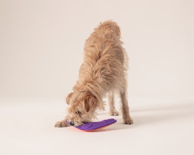 Foto 1 | Foto 1 | Frisbee Huppy para Perro
