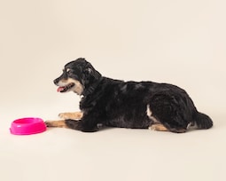 Plato Huppy para Mascota