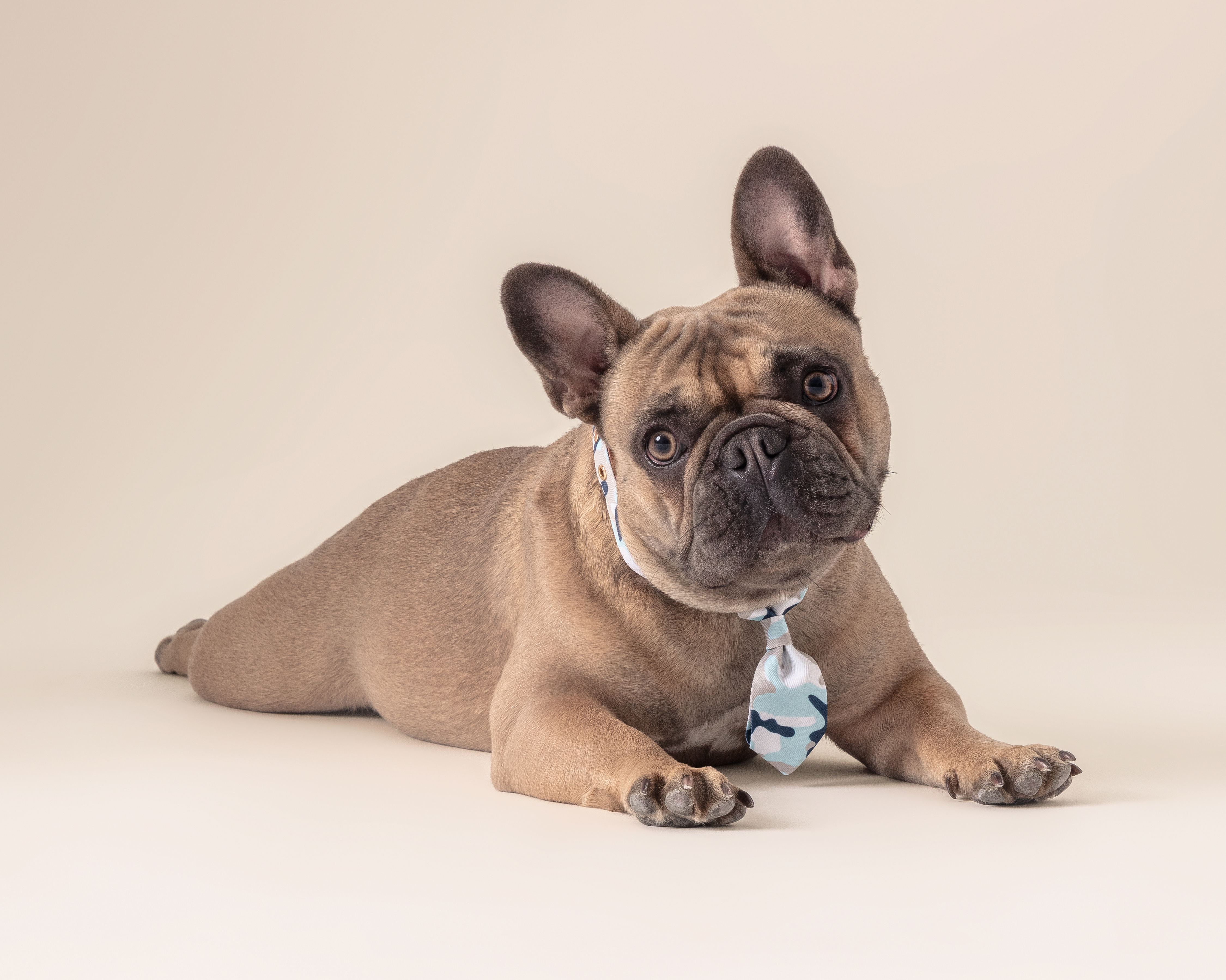 Collar Huppy para Mascota