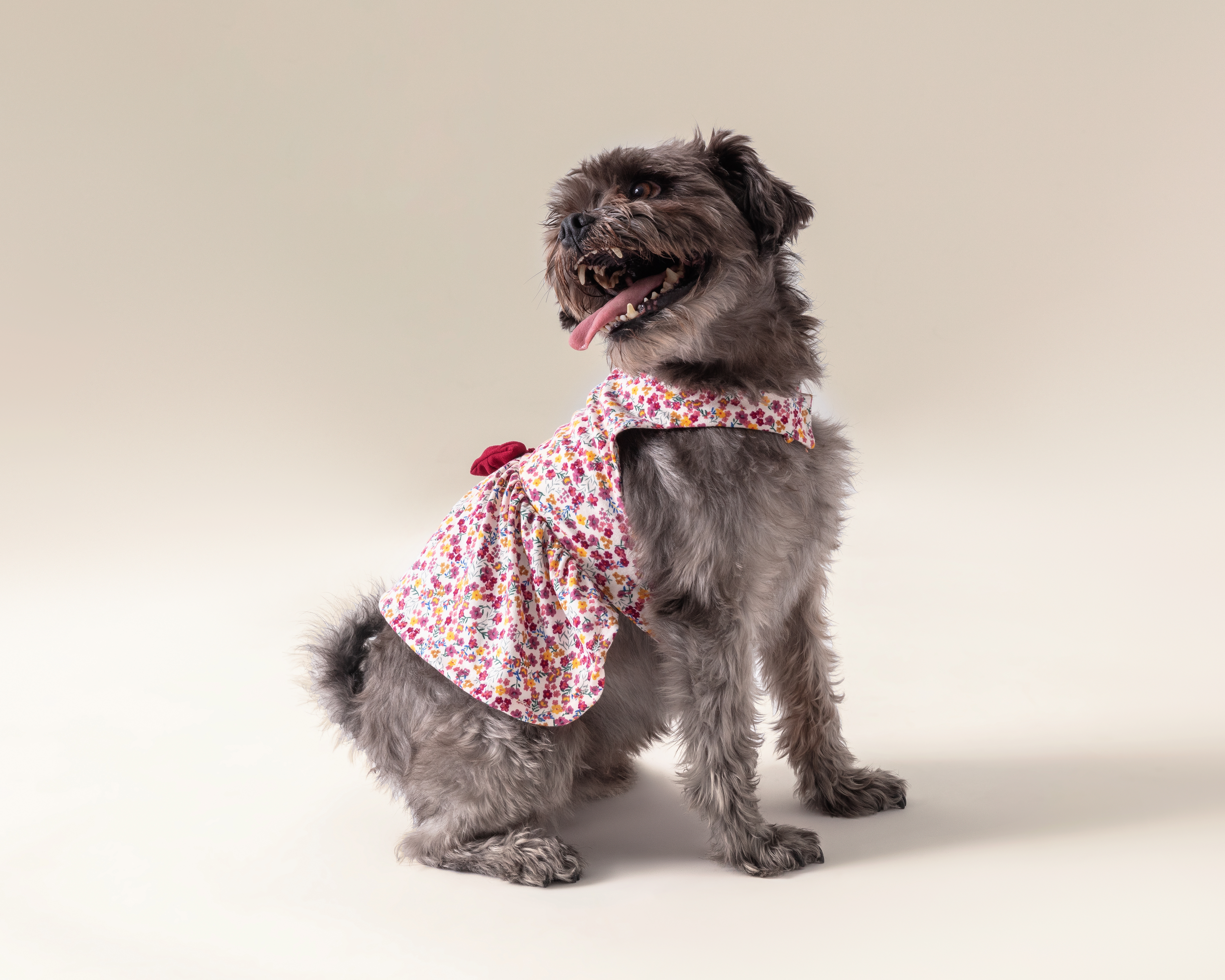 Foto 1 | Foto 1 | Vestido Huppy para Mascota