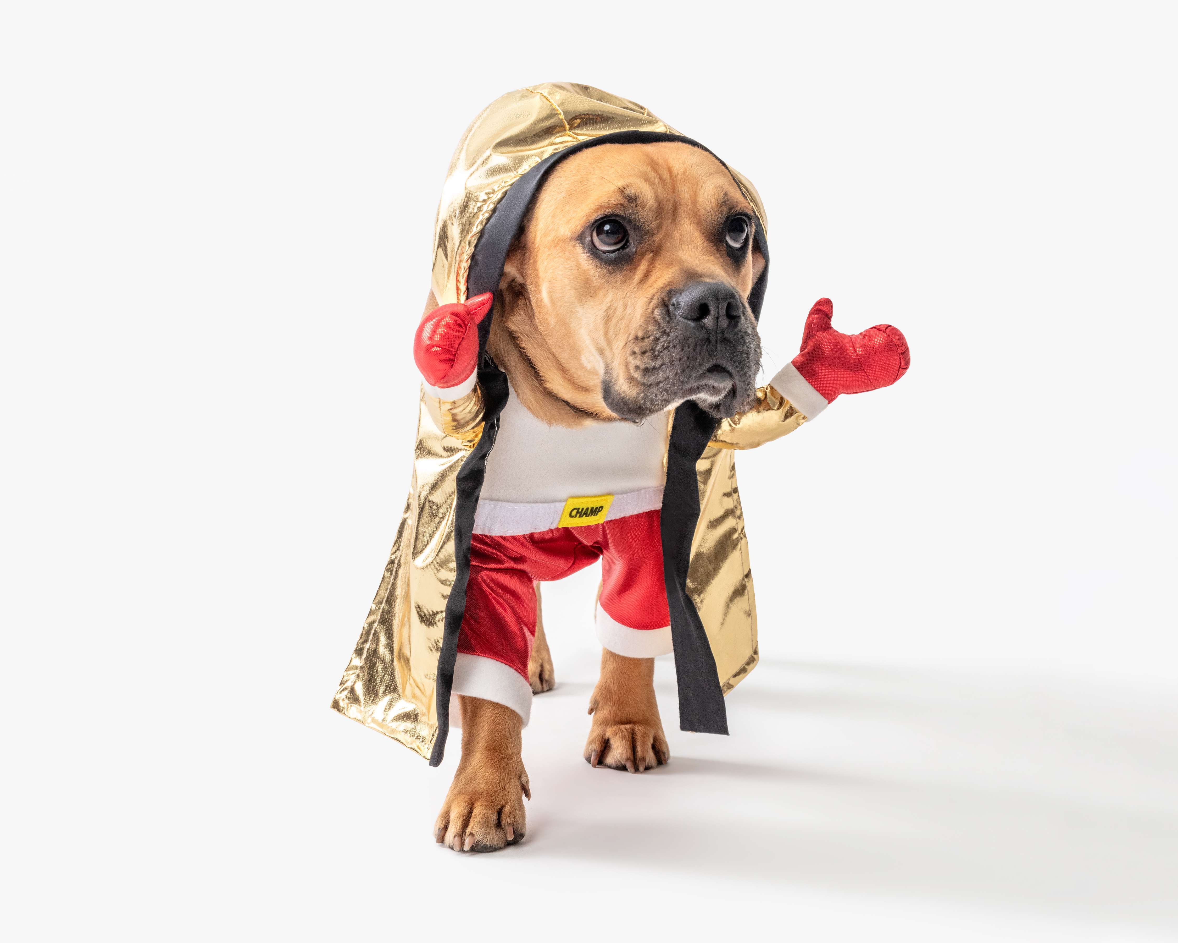 Disfraz para Perro Huppy