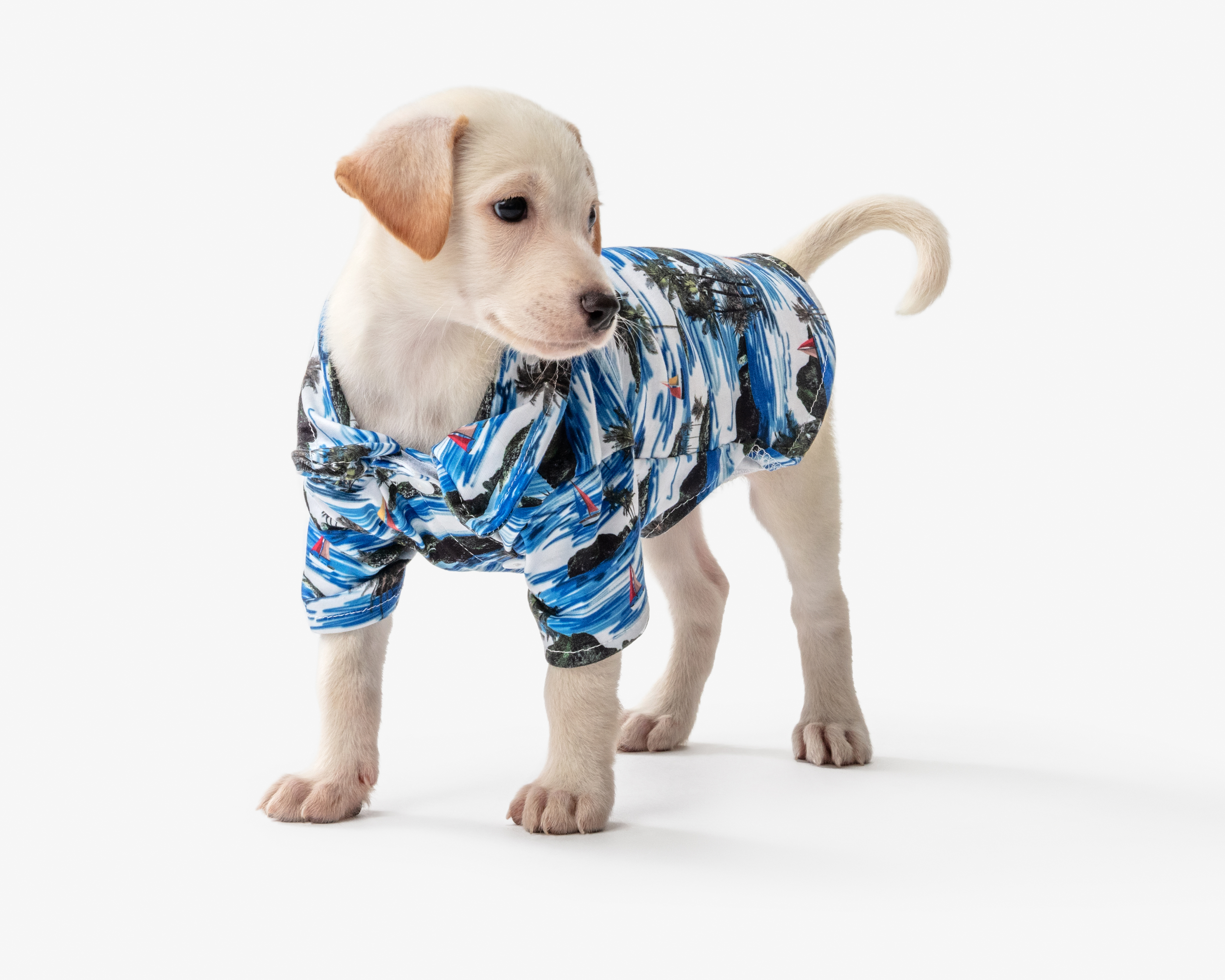 Foto 6 | Foto 6 | Camisa para Perro Huppy