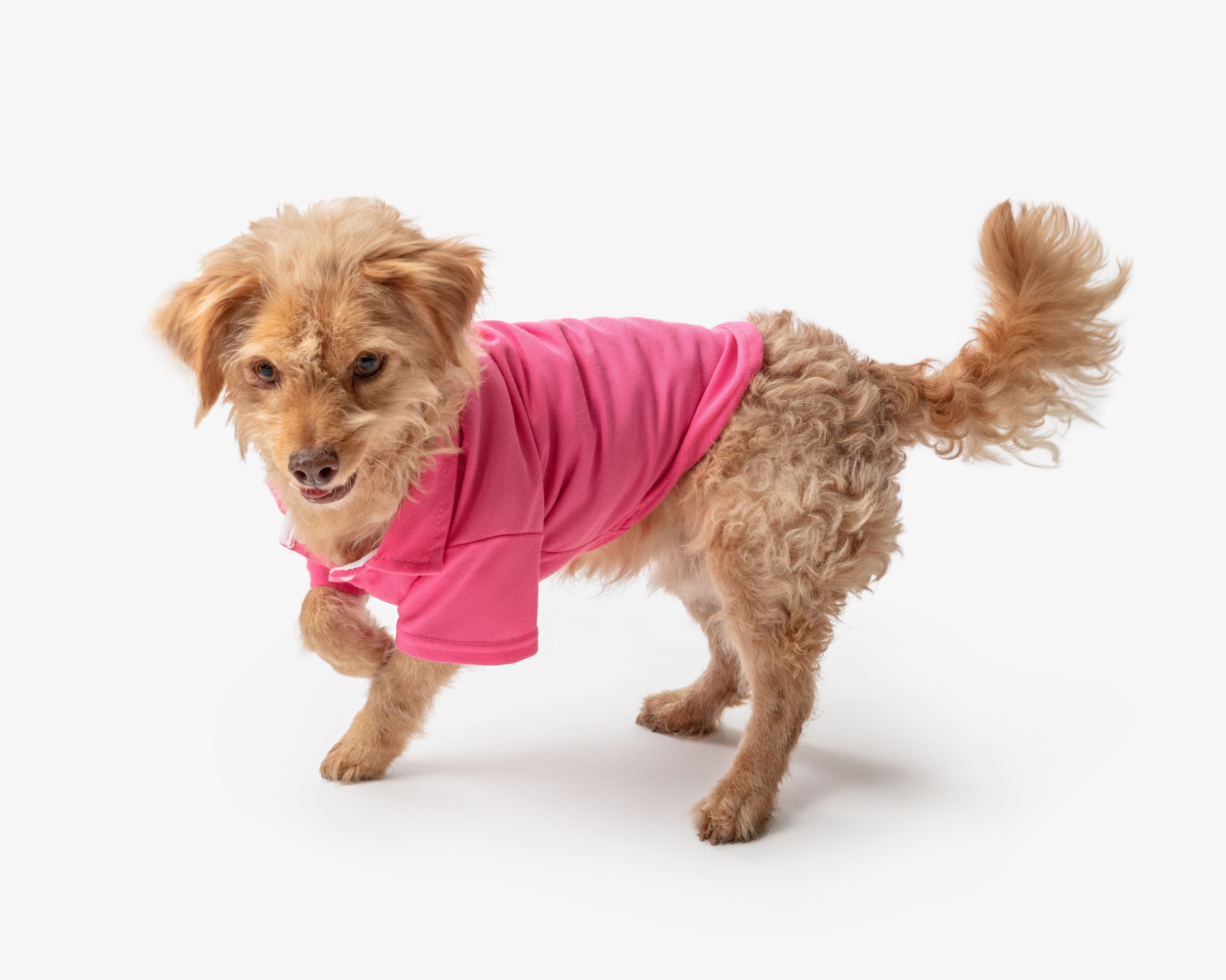 Playera para Perro Huppy
