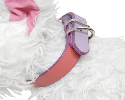 Foto 3 | Foto 3 | Collar para Perro Zatópet