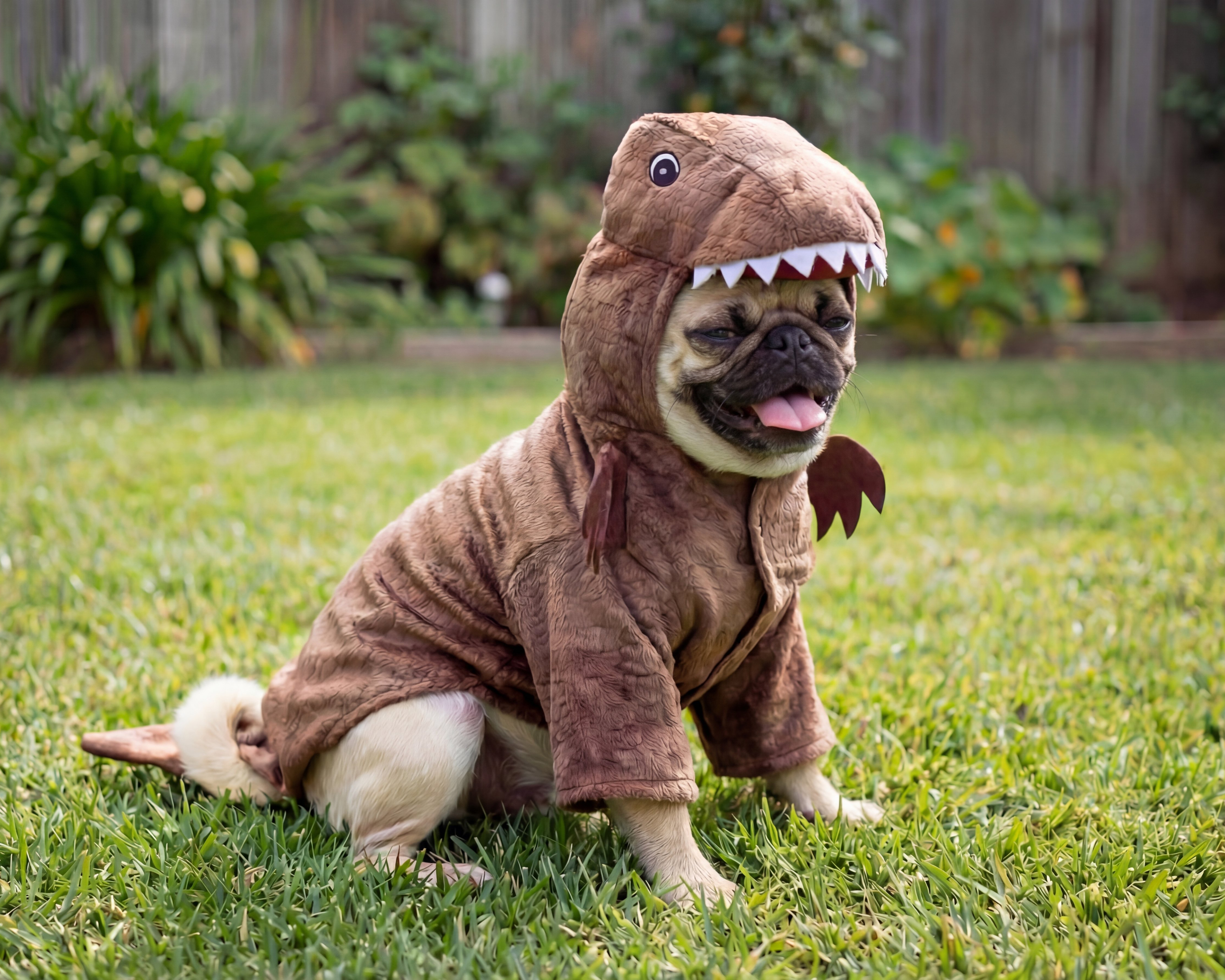 Foto 6 pulgar | Foto 5 | Disfraz para Perro Huppy