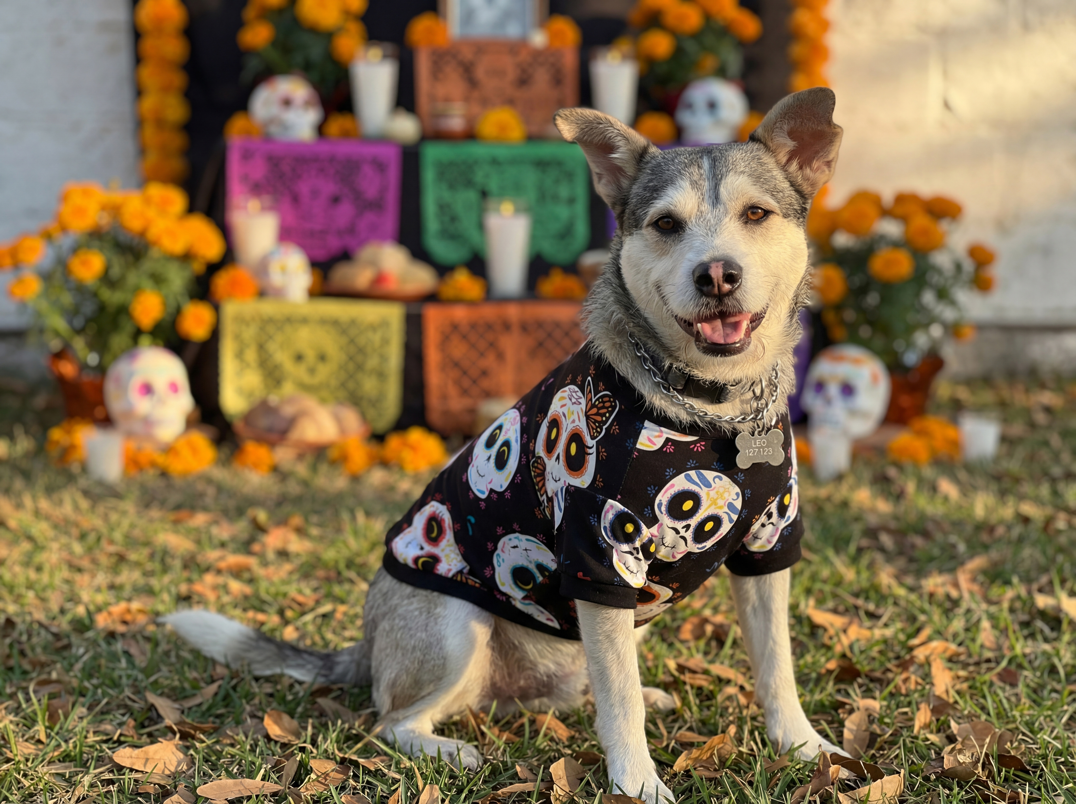 Foto 6 pulgar | Foto 5 | Playera para Perro Huppy