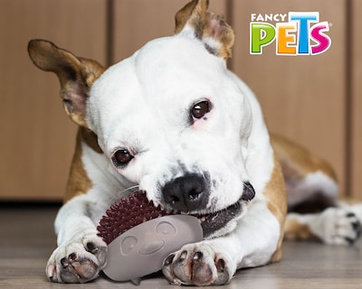 Foto 5 | Foto 5 | Juguete para Perro Fancy Pets Erizo Terrestre con Squeaker