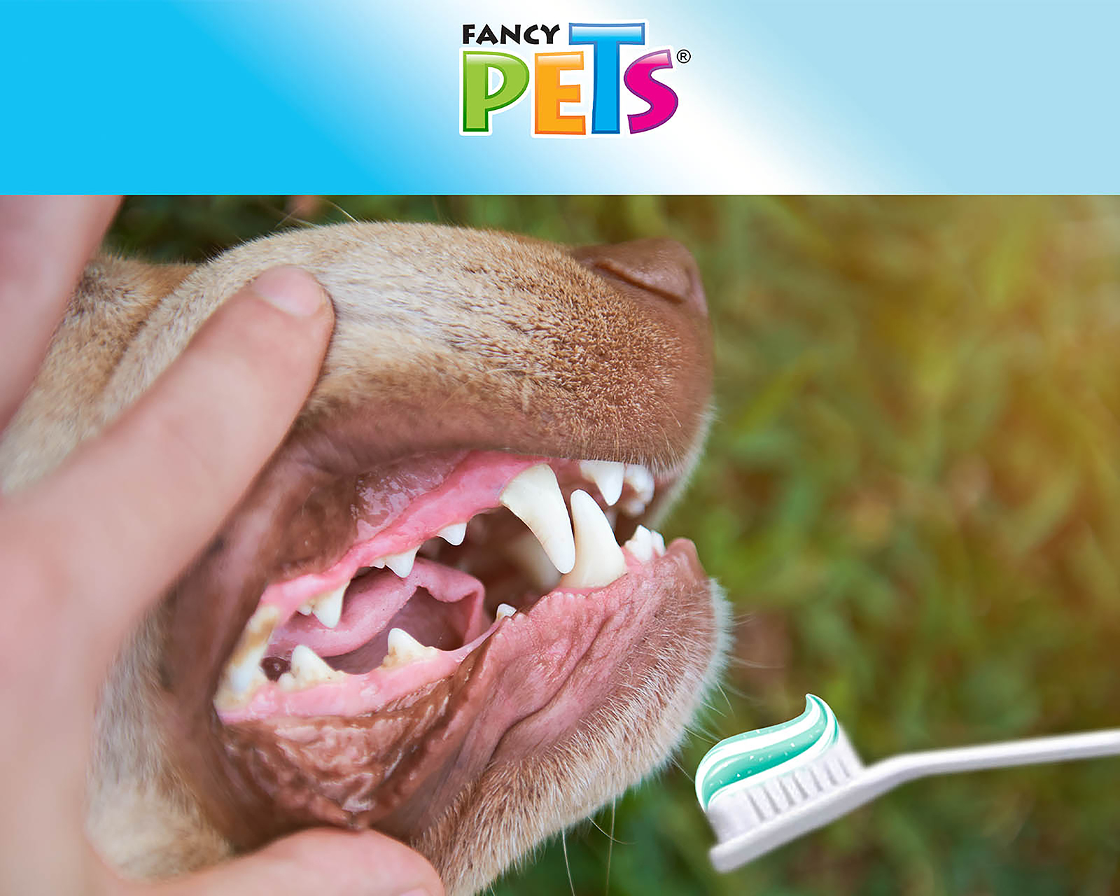 Foto 4 pulgar | Foto 3 | Kit Dental para Perro Fancy Pets 75 ml
