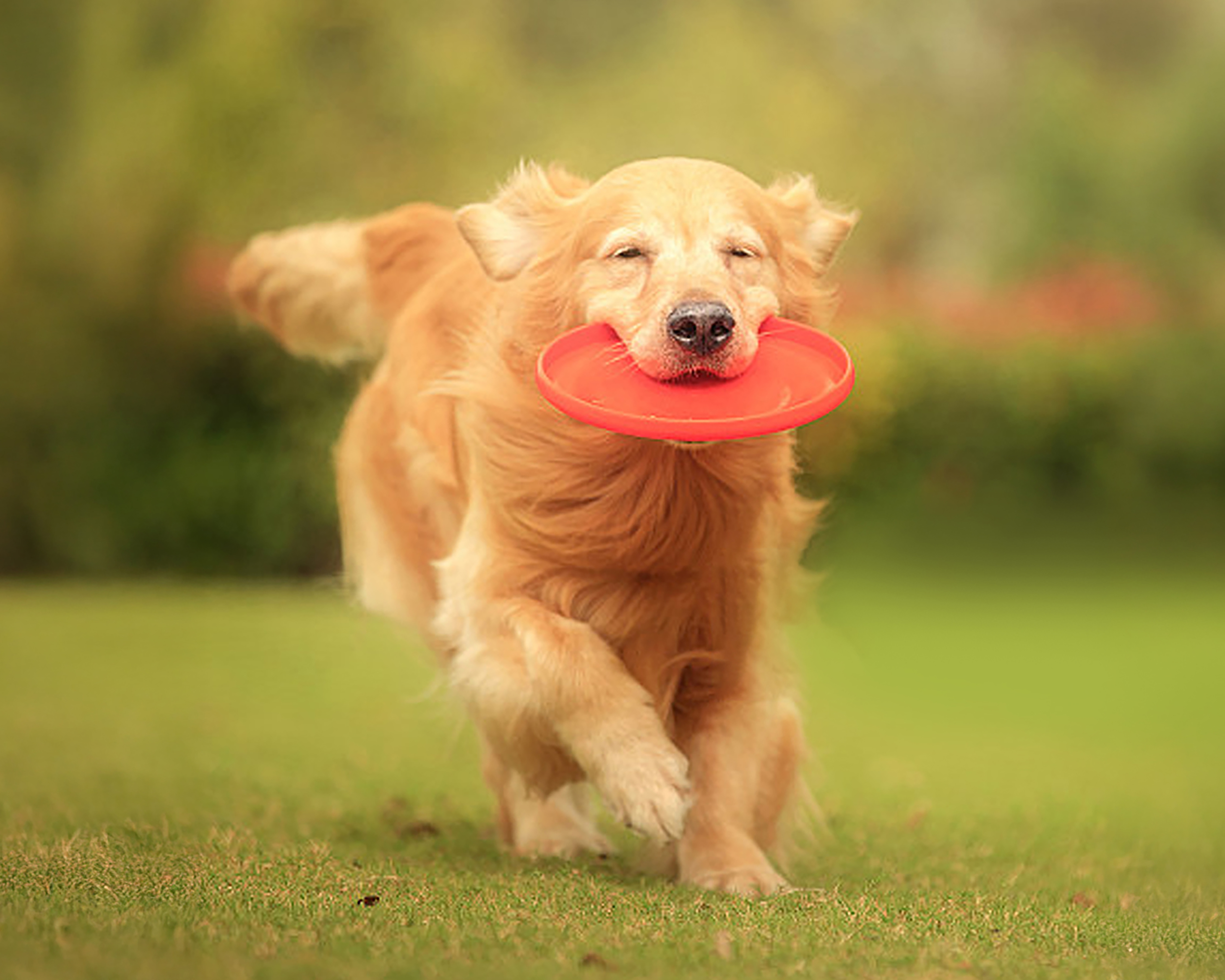 Foto 5 pulgar | Foto 4 | Juguete para Perro Pet Religion Frisbee