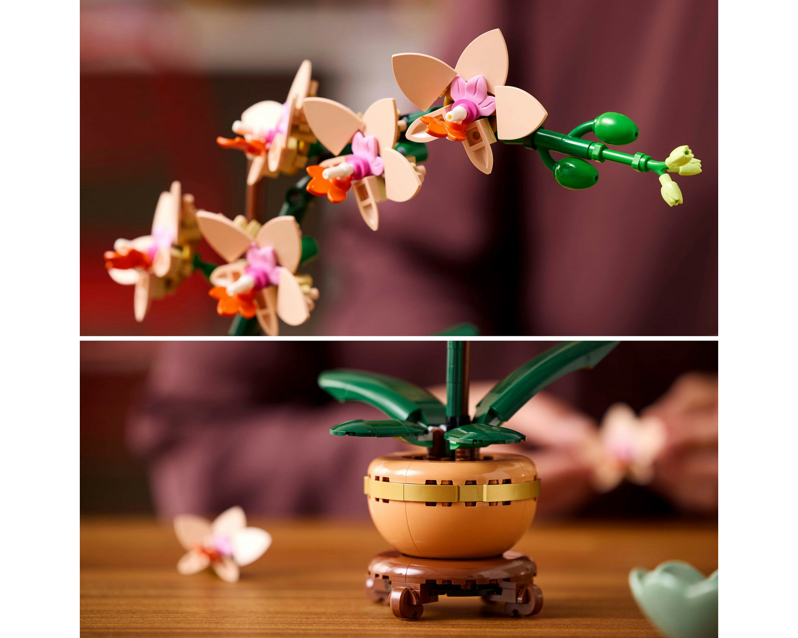 Foto 8 | Foto 8 | LEGO Botanicals: Miniorquídea